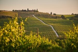 Rolling vineyards in the Tuscan countryside, with a scenic road winding through the lush green landscape.